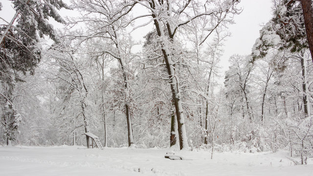 Fototapeta Concept winter beauty. Hardwood. With bare trees covered with snow.