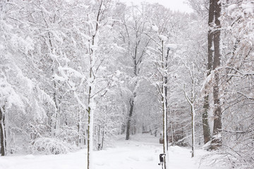 Concept winter beauty. Hardwood. With bare trees covered with snow.