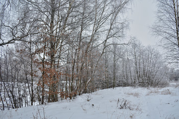 Fototapeta premium winter landscape with trees and snow