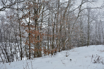 winter landscape with trees and snow