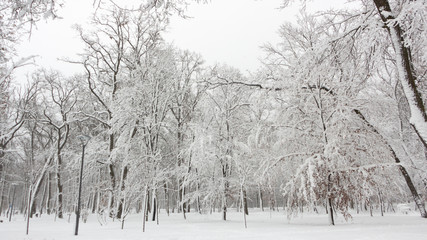 Concept winter beauty. Hardwood. With bare trees covered with snow.