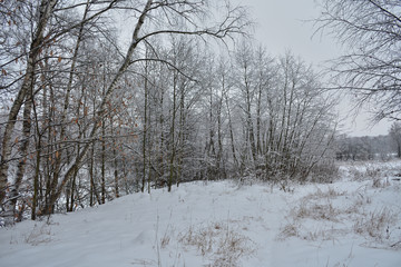 winter landscape with trees and snow