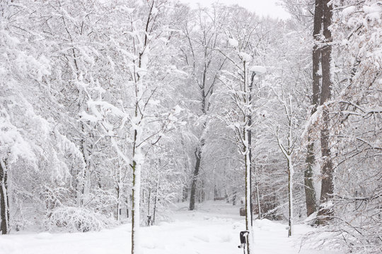 Fototapeta Concept winter beauty. Hardwood. With bare trees covered with snow.