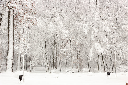 Fototapeta Concept winter beauty. Hardwood. With bare trees covered with snow.