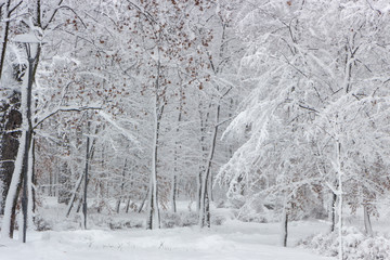 Concept winter beauty. Hardwood. With bare trees covered with snow.