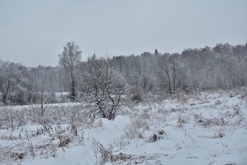 winter rural landscape with snowy trees in winter