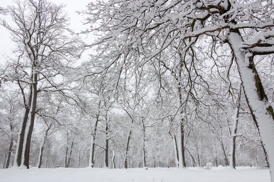 Fototapeta Concept winter beauty. Hardwood. With bare trees covered with snow.