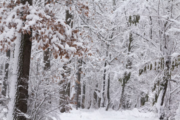 Concept winter beauty. Hardwood. With bare trees covered with snow.