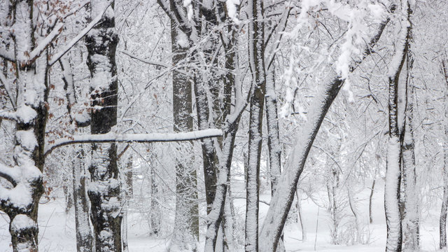 Fototapeta Concept winter beauty. Hardwood. With bare trees covered with snow.