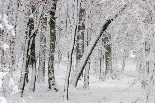 Fototapeta Concept winter beauty. Hardwood. With bare trees covered with snow.