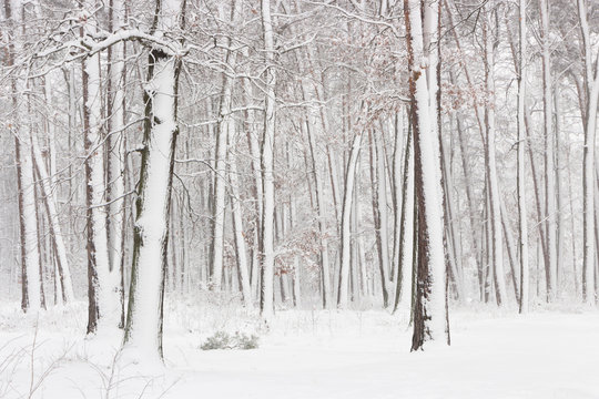 Fototapeta Concept winter beauty. Hardwood. With bare trees covered with snow.