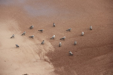 Fototapeta na wymiar oiseaux sur la plage