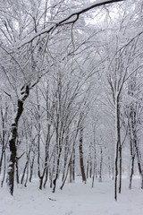 Concept winter beauty. Hardwood. With bare trees covered with snow.