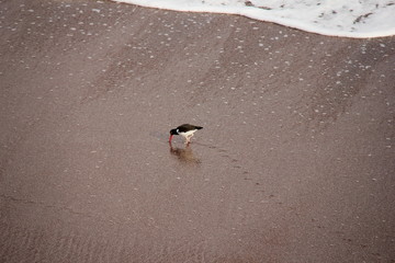 oiseau sur la plage