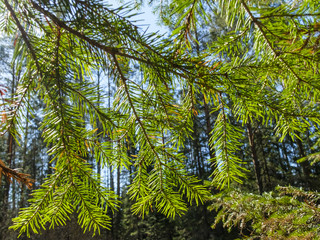 orest through the green branches of fir