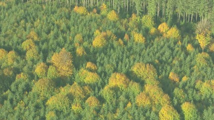 Aerial view of forests in Summer