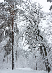 Snowy coniferous forest. Concept of winter beauty and freshness