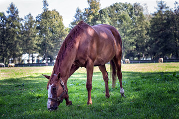 horse eating grass © Krzysztof
