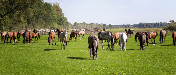 Horses herd © Krzysztof