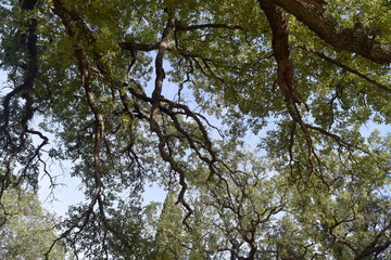 when the trees were big