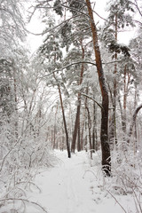Snowy coniferous forest. Concept of winter beauty and freshness