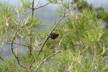 Pine-cone on a tree branch with blured green and gray background