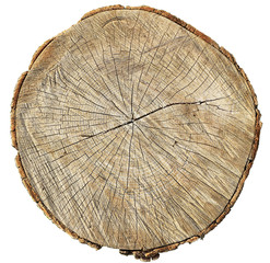 Fototapeta premium rough oak circle cut isolated on white background.