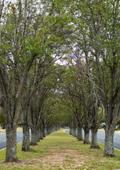 Hallway of Trees