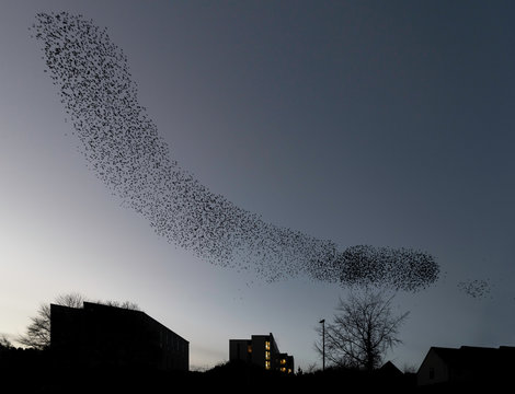 Starling murmuration over Galashiels
