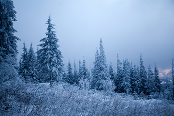 Snowy fir trees