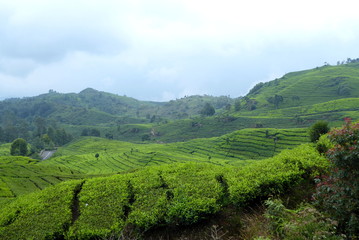 Fototapeta na wymiar Tea plantations near Bandung, Indonesia