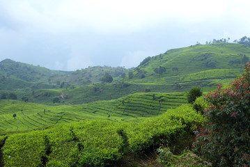 Tea plantations near Bandung, Indonesia