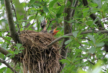 Baby Robins in Nest Begging for Food