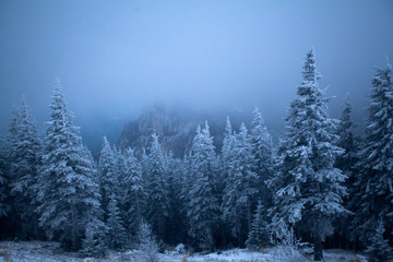 Naklejka premium Snowy fir trees