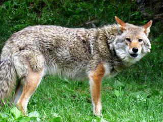 Naklejka na ściany i meble Standing coyote near the wood barking