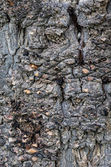 bark of a tree