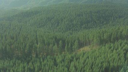 Aerial view of forests in Summer