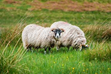 Scottish Blackface sheeps standing in green grasslands surrounded by rough countryside in Scotland