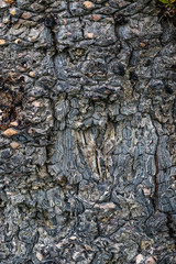 bark of a tree