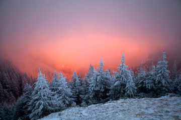 Snowy fir trees