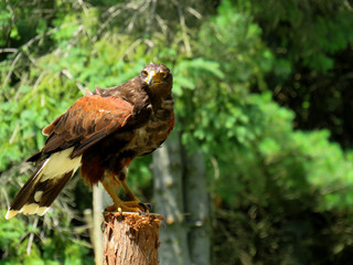 An eagle on a post ready to take off