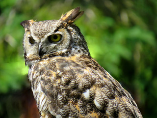 Close up on an owl looking around