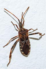 Stink bug On A Wall