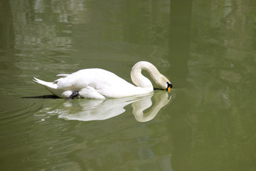 Swan © Talli