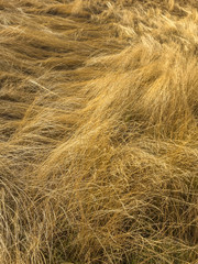 Field of dried golden grass laid down by the wind.