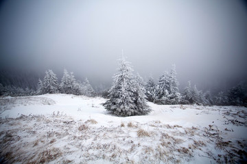 Snowy fir trees