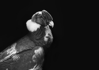Portrait of Condor in black and white