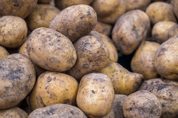 fresh potato with traces of earth on the skin. dirty raw potatoes in large quantity, not washed