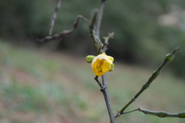 Pequena flor amarela