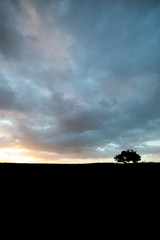 Fototapeta na wymiar Silhouetted windswept stunted tree on farm grassland field in rural Hampshire at dawn